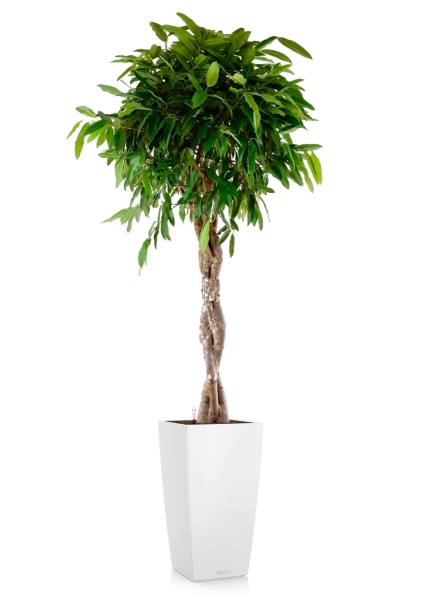 Фикус Амстел Кинг переплетенный 30/140 см в CUBICO COLOR 40 Фикус Амстел Кинг переплетенный 30/140 см в CUBICO COLOR 40