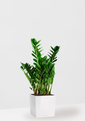 Замиокулькас 21/80 см в CUBE 30, белый блестящий Замиокулькас 21/80 см в CUBE 30, белый блестящий