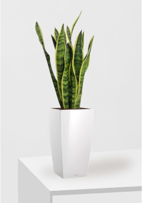 Сансевиерия Лауренти 17/60 см в CUBICO 22 Сансевиерия Лауренти 17/60 см в CUBICO 22