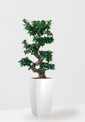 Фикус Бонсай в керамике 45/80 см в CUBICO 50