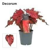 Каладиум красный d12 см h25 см (decorum) Каладиум красный d12 см h25 см (decorum)