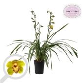 Цимбидиум 3 ствола зеленый d14 см h85 см Цимбидиум 3 ствола зеленый d14 см h85 см