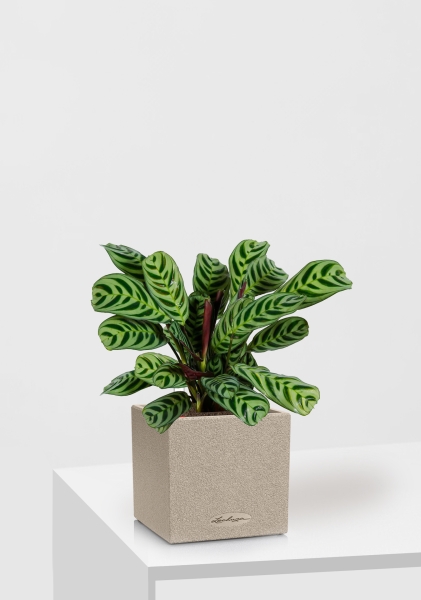 Ктенанта в CANTO STONE 14 Ктенанта в CANTO STONE 14