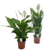 Спатифиллум Sweet Silvio 3+ цветов Blanco d14 см h60 см Спатифиллум Sweet Silvio 3+ цветов Blanco d14 см h60 см