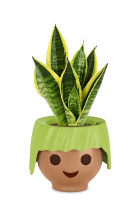 Сансевиерия Футура Суперба в OJO, зеленый Сансевиерия Футура Суперба в OJO, зеленый