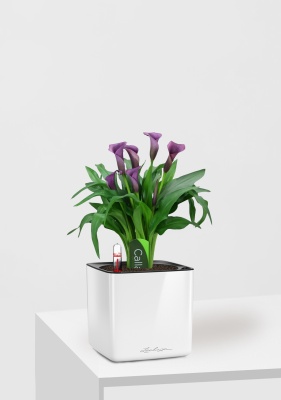 Калла микс фиолетовая 12/35 см в CUBE GLOSSY 14 Калла микс фиолетовая 12/35 см в CUBE GLOSSY 14