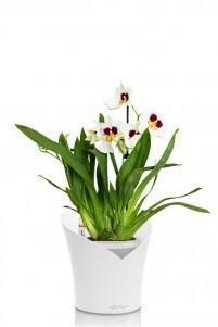 Орхидея Мильтония белая в ORCHIDEA 18 Орхидея Мильтония белая в ORCHIDEA 18