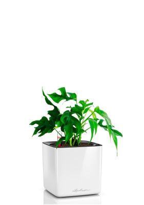 Монстера Рафидофора Минима 12/20 см в CUBE GLOSSY 14, белый блестящий