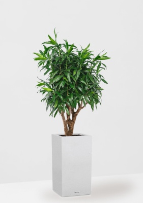 Драцена Песнь Ямайке 27/90 см в LAMELA Finezja 40x40