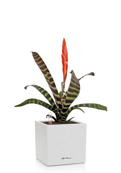 Вриезия Спленриет в CANTO STONE 14