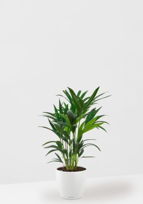 Ховея 17/90 см в CLASSICO COLOR 21, белый