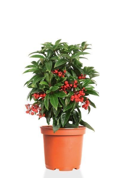 Ардизия 14/40 см