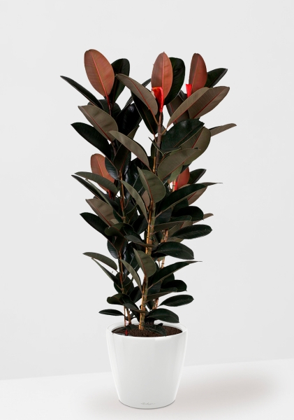 Фикус Эластика Абиджан 3 ствола 40/170 см в CLASSICO LS 50