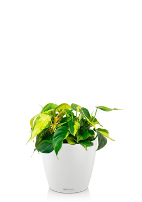 Филодендрон Бразил в CLASSICO COLOR 18, белый Филодендрон Бразил в CLASSICO COLOR 18, белый