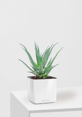 Алоэ 12/30 см в CUBE GLOSSY 14, белый блестящий