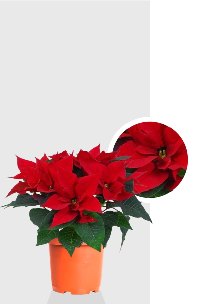 Пуансеттия 12/40 см