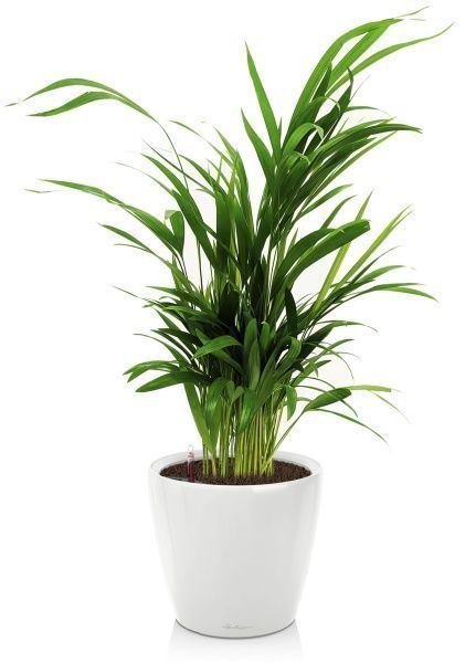 Хризалидокарпус в CLASSICO LS 21