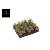 Тилландсия d5 см h9 см