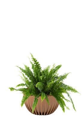 Папоротник Нефролепис Грин Леди 17/45 см в Mиске MIRA ECO RECYCLED 240 Папоротник Нефролепис Грин Леди 17/45 см в Mиске MIRA ECO RECYCLED 240