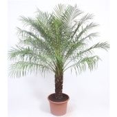 Финик Робелини d40 см h190 см тип 2 (Голландия) Финик Робелини d40 см h190 см тип 2 (Голландия)