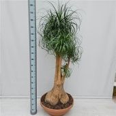 Нолина бранч d60 см h180 см Нолина бранч d60 см h180 см