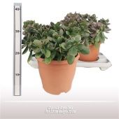 Крассула денежное дерево Аргентия d23 см h35 см