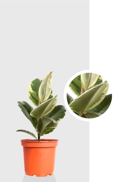 Фикус Эластика Тинеке 12/35 см Фикус Эластика Тинеке 12/35 см