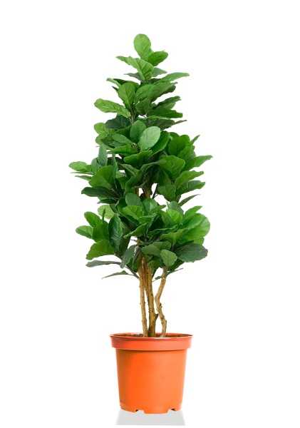 Фикус Лирата бранч разветвленный d27 см h130 см