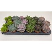Эхеверия микс d8.5 см h15 см тип 2