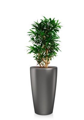 Драцена Песнь Ямайке 32/110 см в RONDO 40, антрацитовый металлик