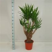 Юкка Branched d32 см 150 см