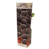 Фикус инжирный d10.5 см h30 см