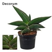 Сансевиерия Самурай d9 см h20 см тип 2