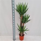 Юкка 3 ствола 120-80-40см Xl d27 см 170 см