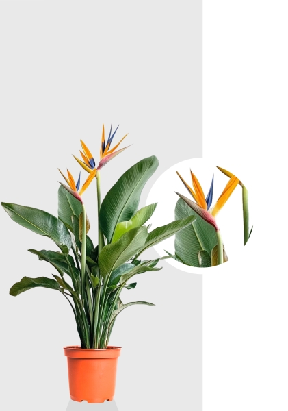 Стрелиция Регина 26/150 см