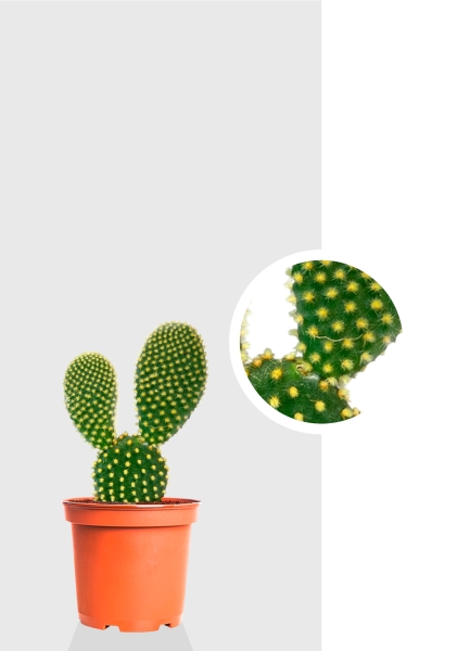 Опунция Мелковолосистая Паллида 6/12 см