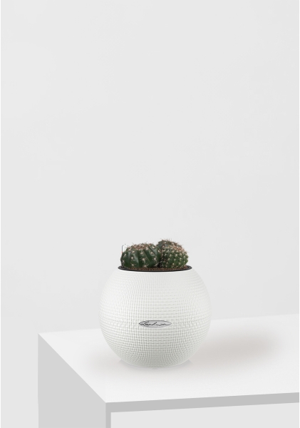 Кактус микс 10 см в PURO 20