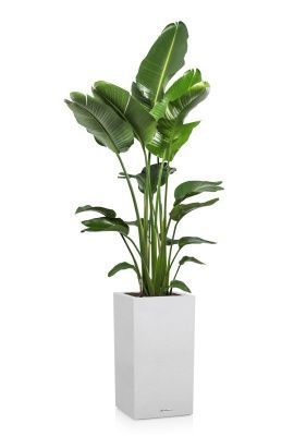 Стрелиция Николай 27/170 см в CANTO STONE HIGH 40, песочный белый