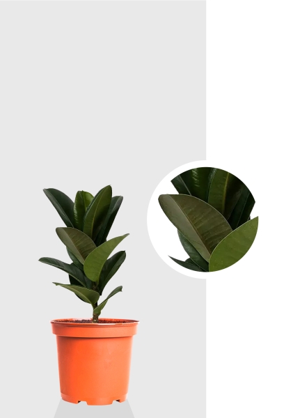 Фикус Эластика Кинг Конг 1 ствол 12/40 см Фикус Эластика Кинг Конг 1 ствол 12/40 см