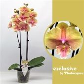 Фаленопсис 2 ствола Daria 16+ (phalaenova) d12 см h60 см Фаленопсис 2 ствола Daria 16+ (phalaenova) d12 см h60 см