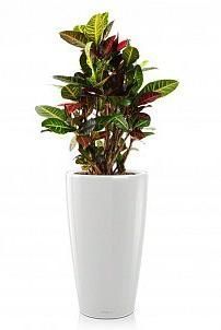 Кротон Петра в RONDO 32