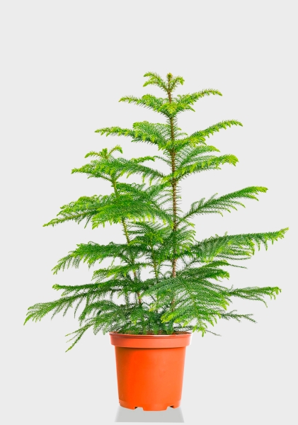 Араукария 19/90 см