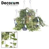 Хедера хеликс микс d17 см h40 см