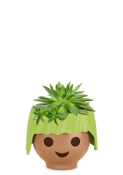 Эхеверия зеленая 10/15 см в OJO