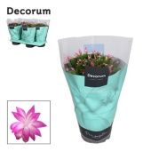 Шлюмбергера (декабрист) Pink (decorum) d17 см h32 см