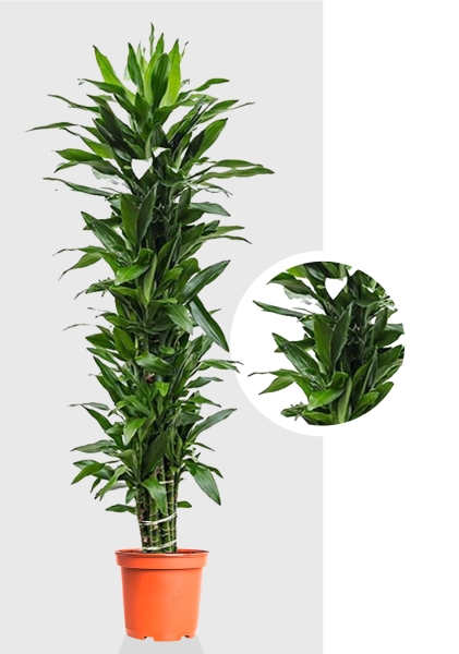 Драцена Джанет Линд бранч разветвленная d34 см h210 см