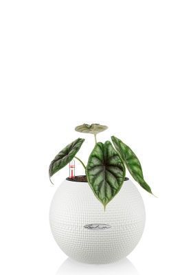 Алоказия Драгон Скейл 12/25 см в PURO 20, белый Алоказия Драгон Скейл 12/25 см в PURO 20, белый