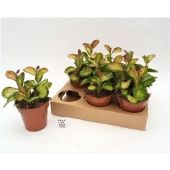 Хойя Lisa 3pp d12 см h22 см