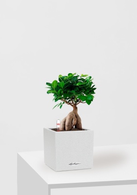 Фикус Микрокарпа 12/30 см в CANTO STONE 14