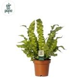 Асплениум Криспи Вейв d12 см h25 см тип 2